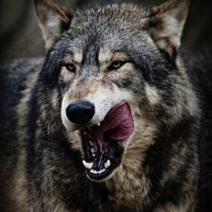 Meet your Posher, Ron